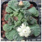 T.calcarea (N. of Hopetown) - Seed